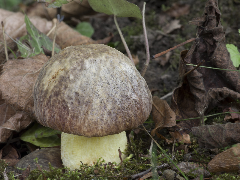 Hemileccinum depilatum